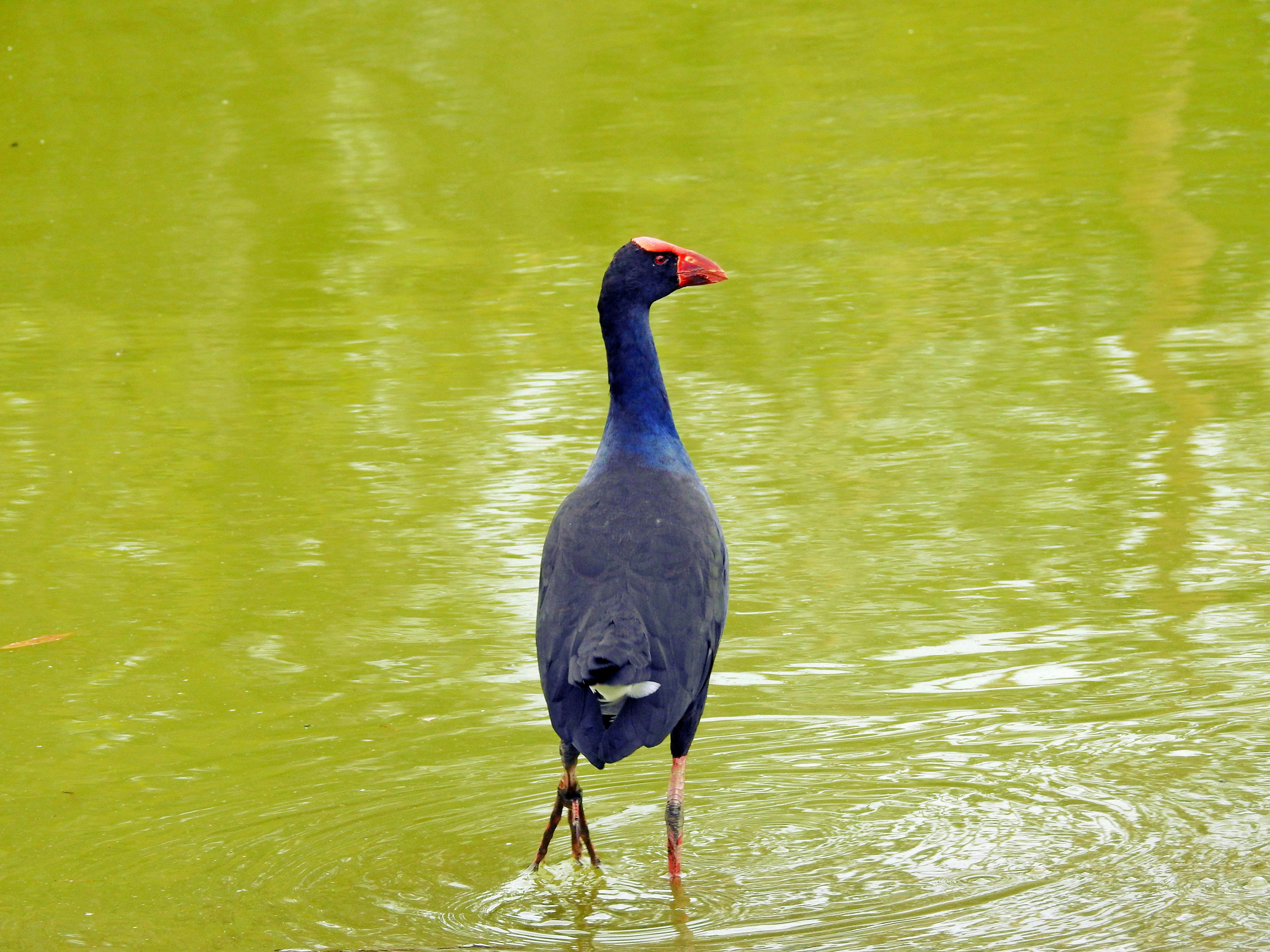 Australasian Swamphen, Porphyrio melanotus, Hunter Wetlands Centre, New South Wales, Australia, December 2019; Shutterstock ID 1812295432; your: Bridget Brown; gl: 65050; netsuite: Online Editorial; full: POI Image Update