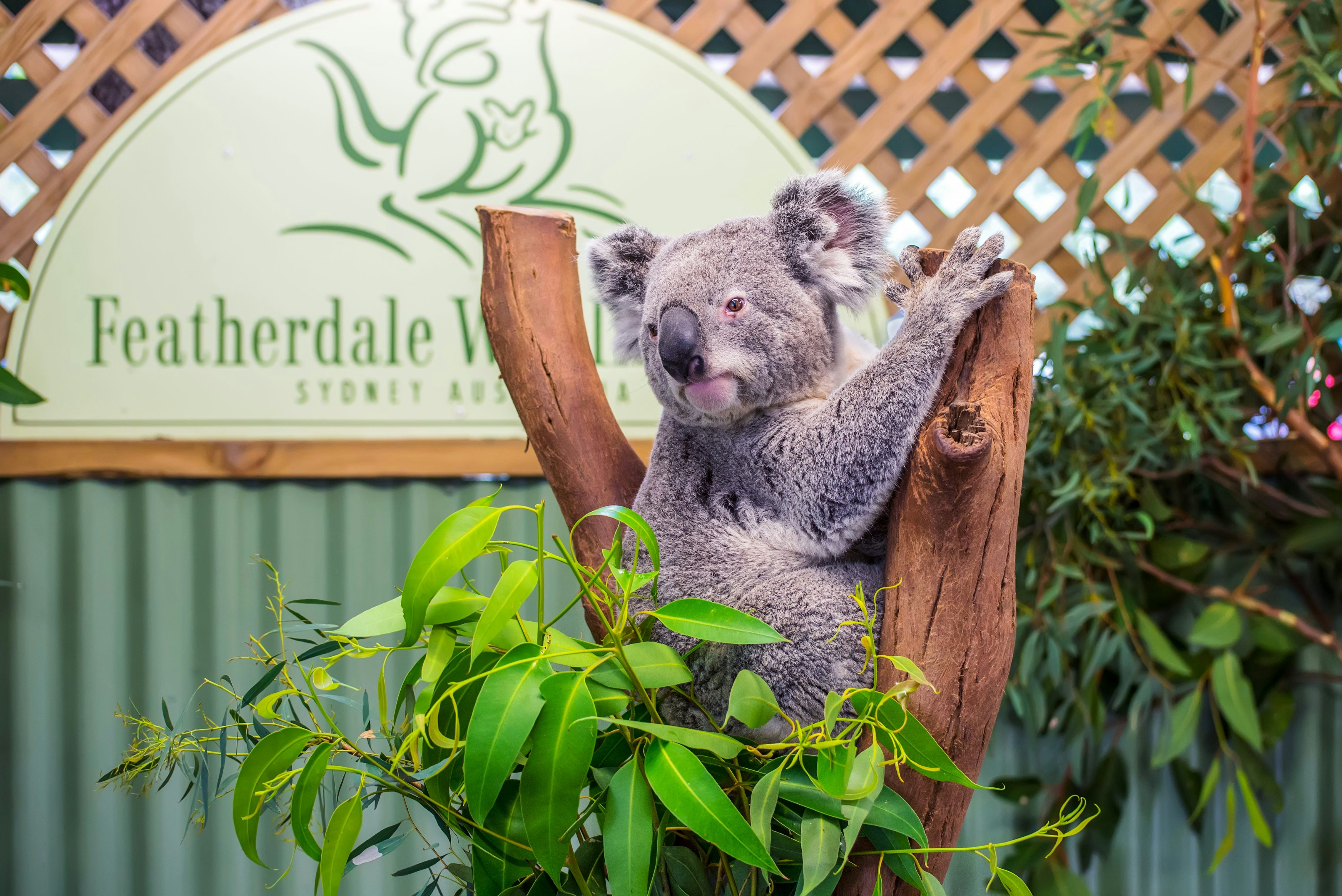 DOONSIDE, AUSTRALIA - NOVEMBER 10, 2014: Cute Koala in Featherdale Wildlife Park, Doonside, Australia.; Shutterstock ID 386029678; your: Bridget Brown; gl: 65050; netsuite: Online Editorial; full: POI Image Update