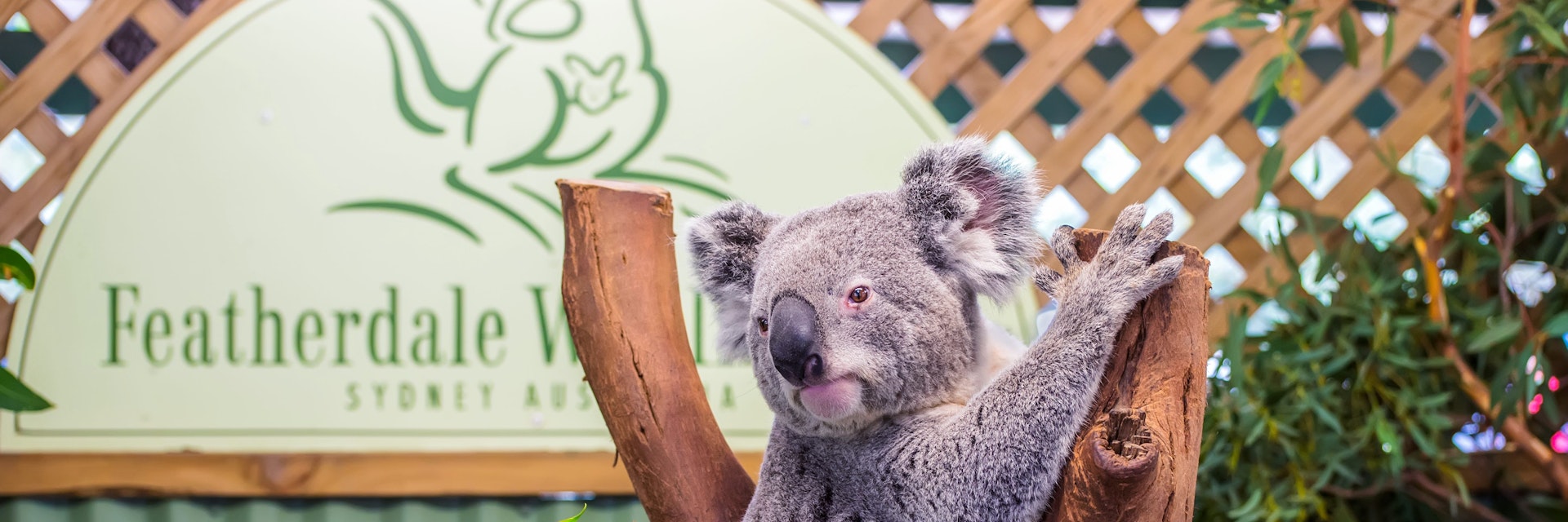 DOONSIDE, AUSTRALIA - NOVEMBER 10, 2014: Cute Koala in Featherdale Wildlife Park, Doonside, Australia.; Shutterstock ID 386029678; your: Bridget Brown; gl: 65050; netsuite: Online Editorial; full: POI Image Update
