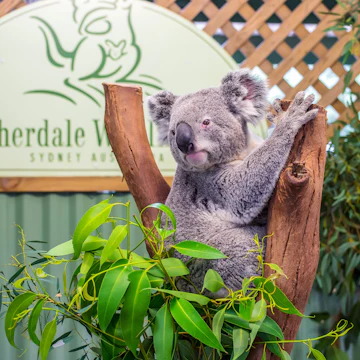 DOONSIDE, AUSTRALIA - NOVEMBER 10, 2014: Cute Koala in Featherdale Wildlife Park, Doonside, Australia.; Shutterstock ID 386029678; your: Bridget Brown; gl: 65050; netsuite: Online Editorial; full: POI Image Update