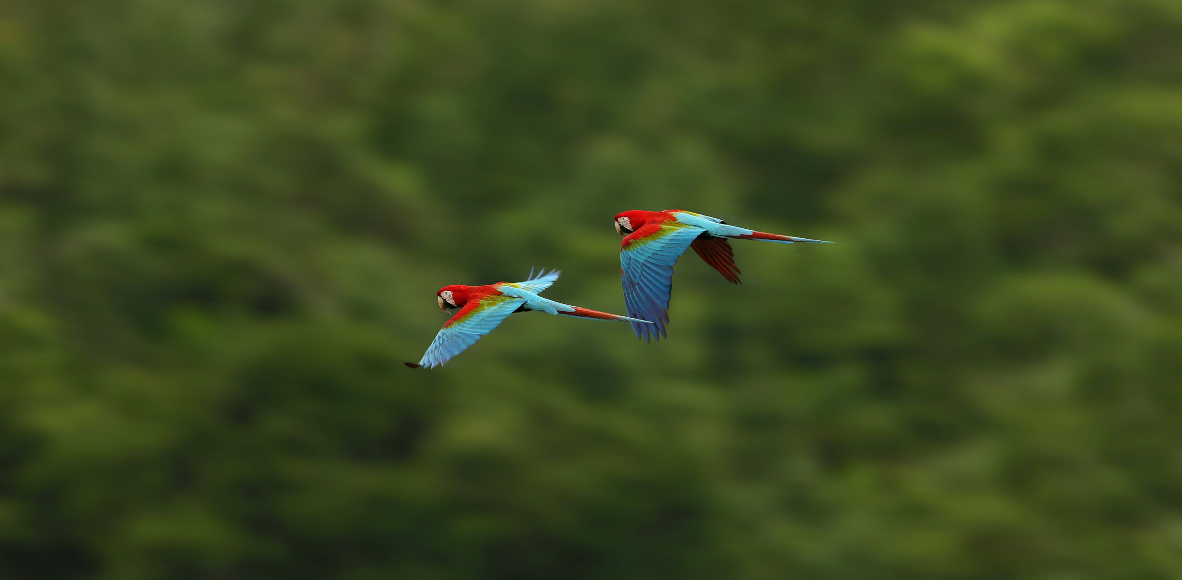 Two parrots fly next to each other through dense jungle