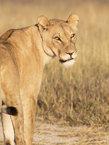 portrait of a lioness standing in the dry grassland of Khutse Game Reserve, Botswana, Africa; Shutterstock ID 220553704; your: Bridget Brown; gl: 65050; netsuite: Online Editorial; full: POI Image Update
