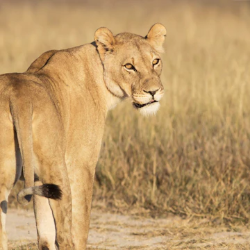 portrait of a lioness standing in the dry grassland of Khutse Game Reserve, Botswana, Africa; Shutterstock ID 220553704; your: Bridget Brown; gl: 65050; netsuite: Online Editorial; full: POI Image Update
