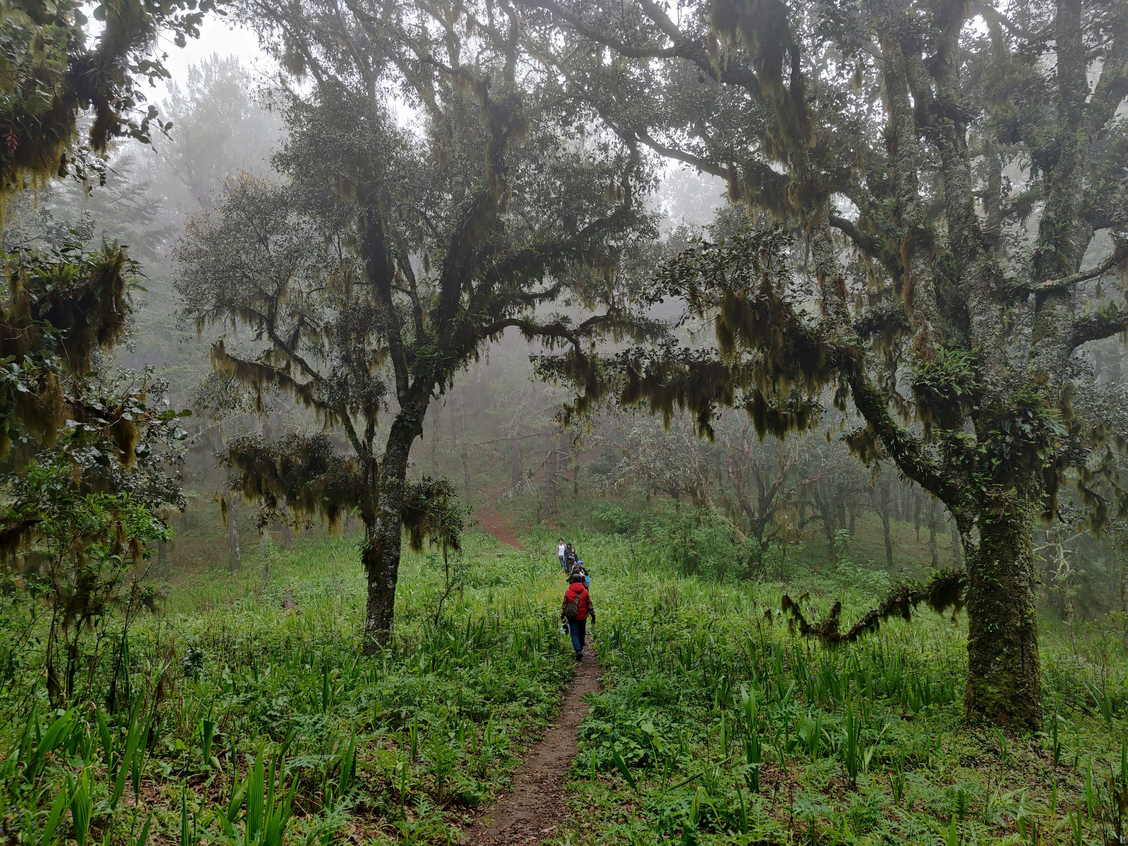 A forest hike guided by Coyote Aventuras in Oaxaca, Mexico