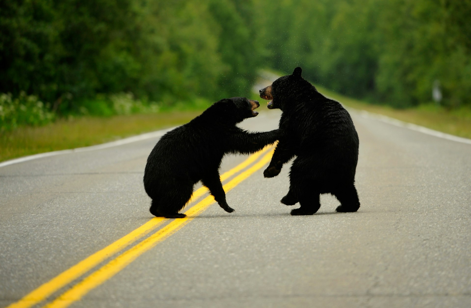 Two black bears interact on a paved road with a double yellow line with trees on either side