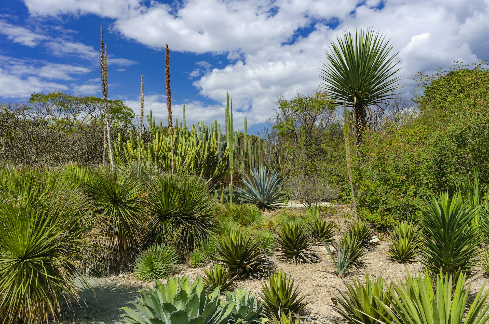 The Oaxacan desert with native agave plants and cactus