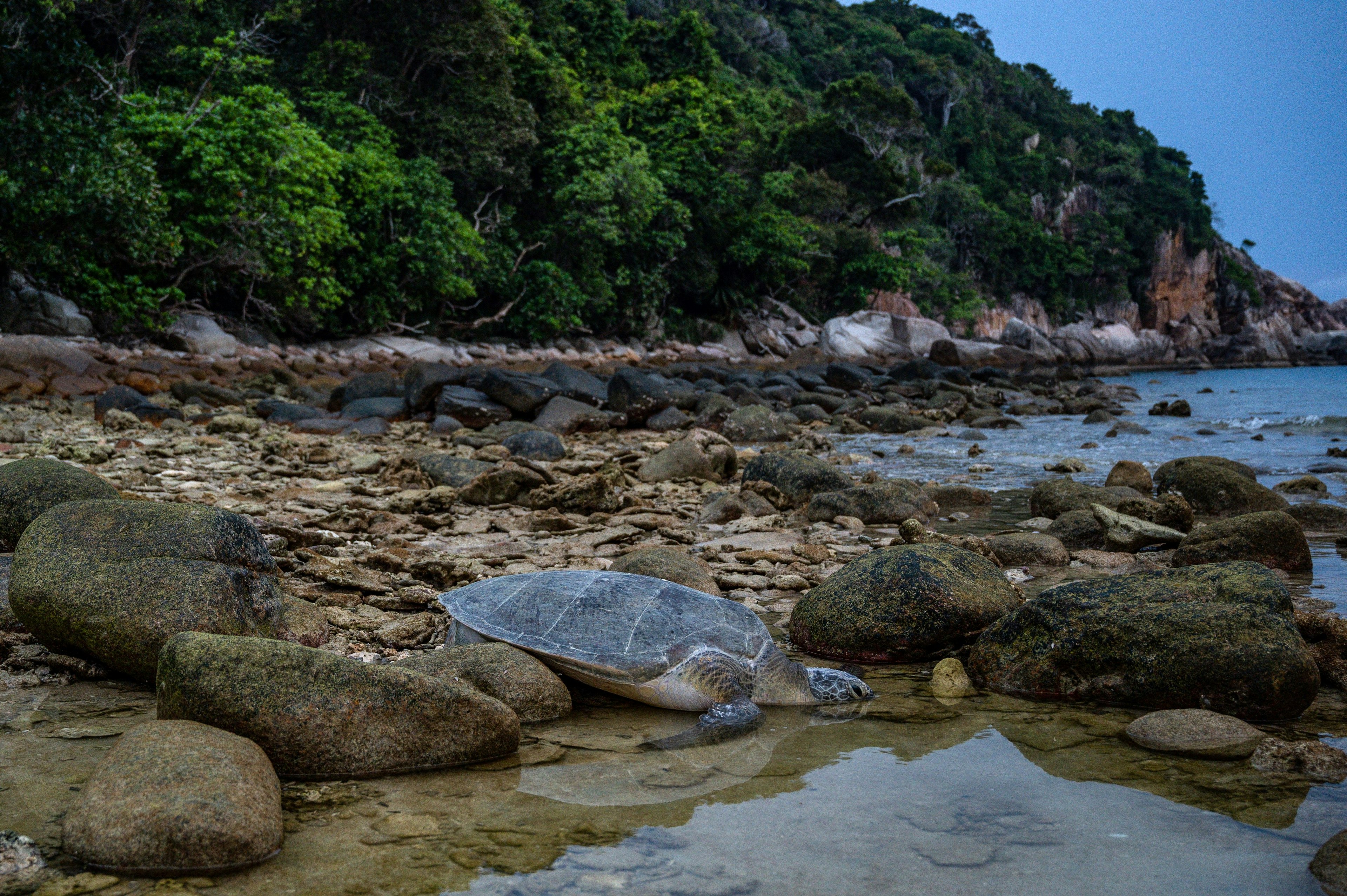 A green sea turtle sleeps after laying eggs on rocks along the shore of the Chagar Hutang Turtle Sanctuary