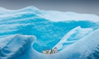 Penguin standing on a beautiful blue iceberg