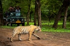wild royal bengal tiger in open during monsoon season and wildlife lovers or tourist or traveler safari