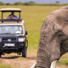 Wildlife viewing in Africa on Masai Mara Safari Tour