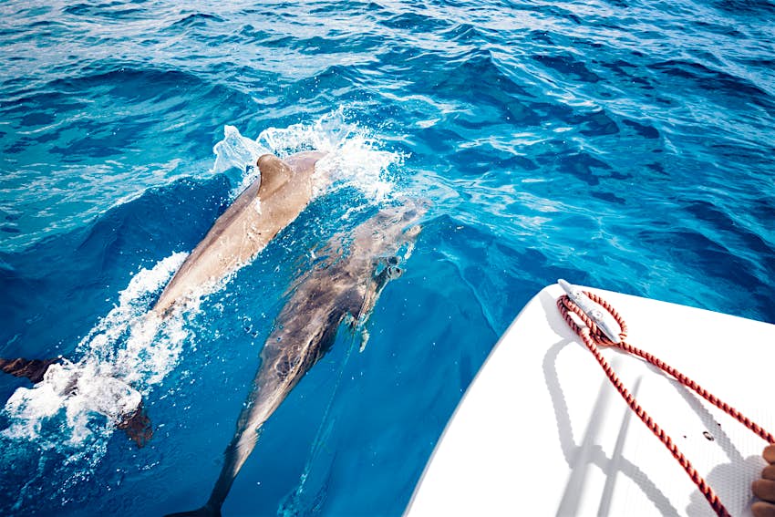 Groupe de dauphins sautant de la mer au large de Zanzibar 