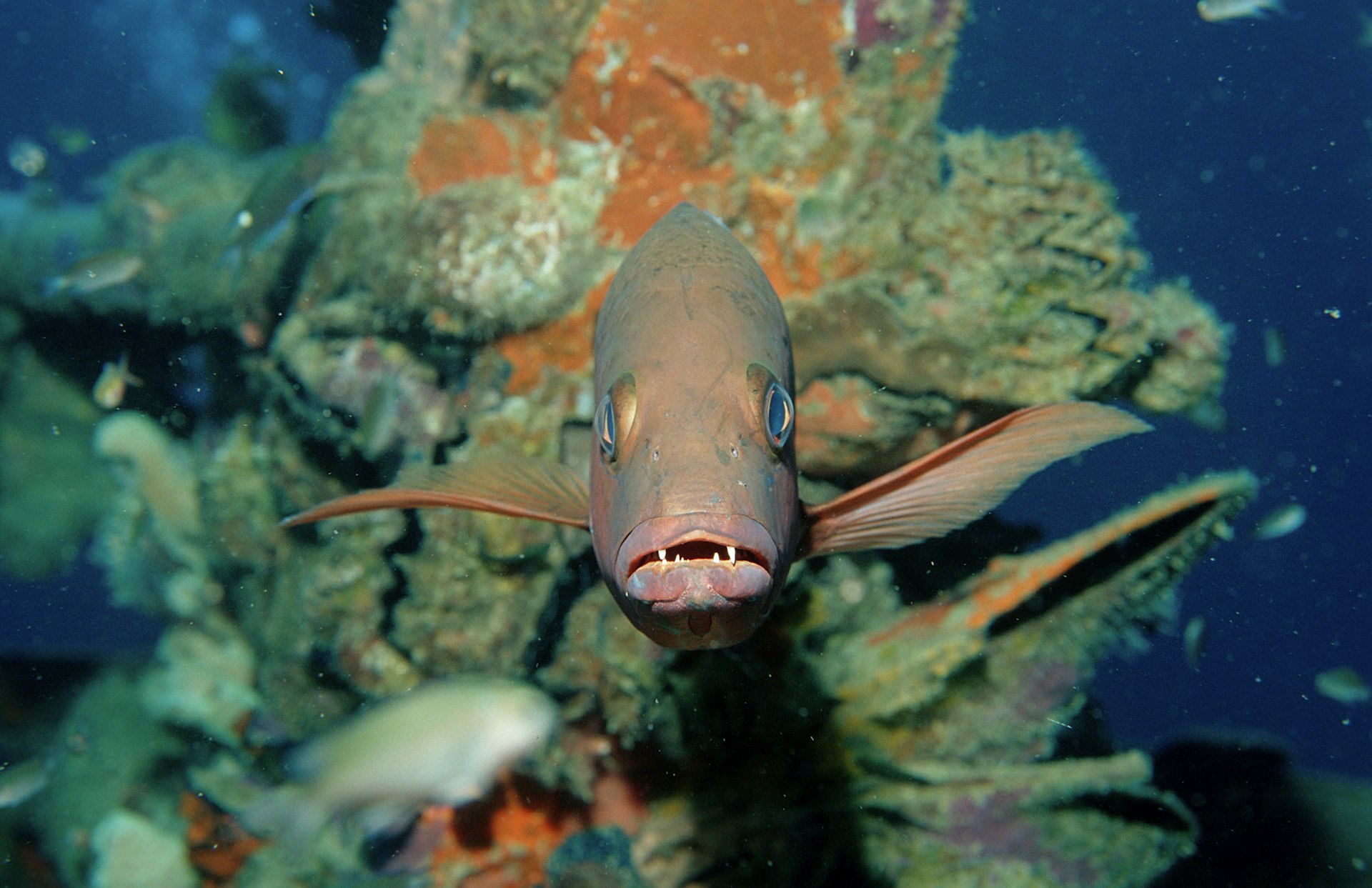 A red reef snapper stares directly into the underwater camera under the water off Lankayan Island