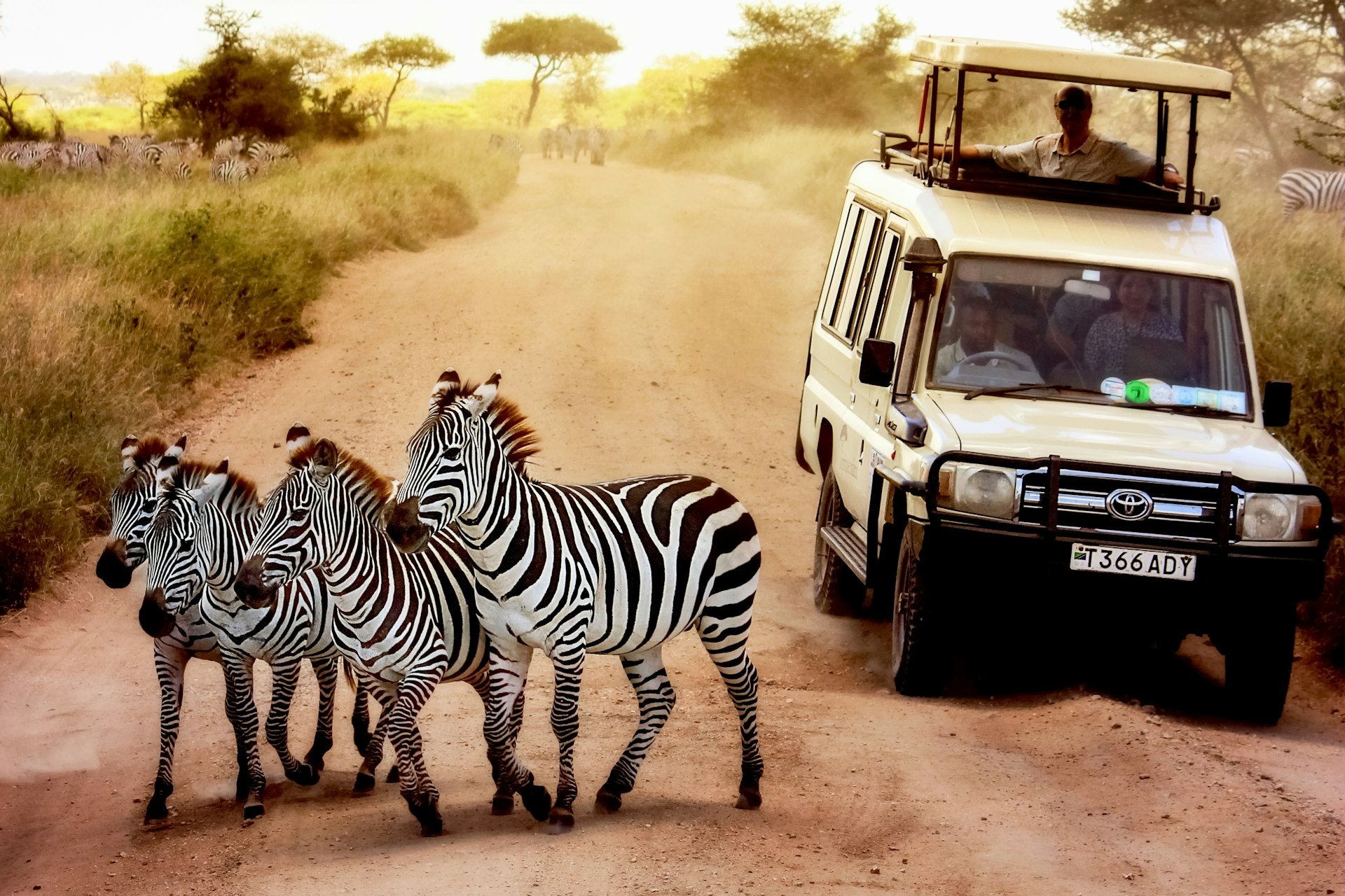 Zebras in front of a safari jeep in Serengeti National Park, Tanzania