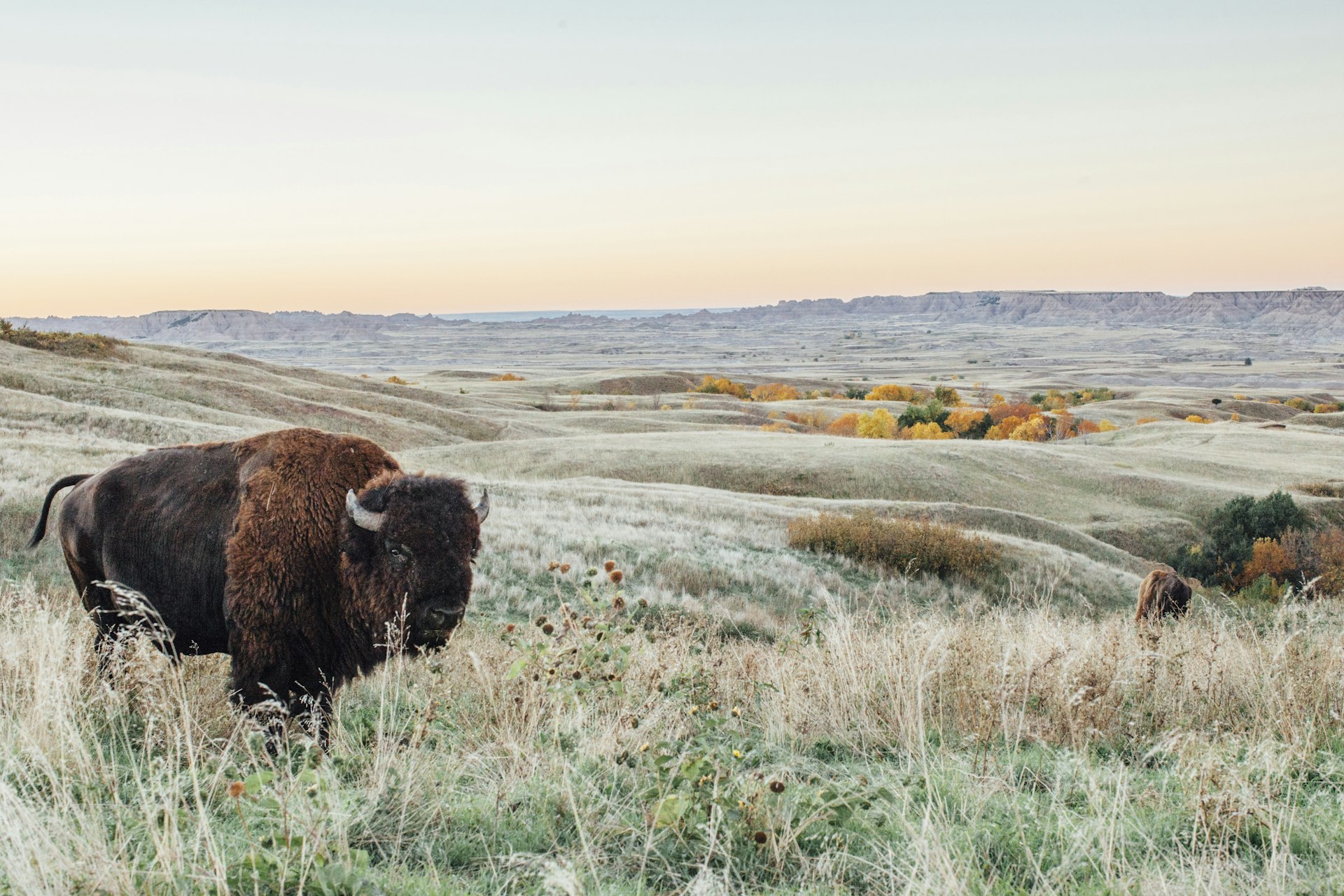 An american bison in Custer State Park, South Dakota
