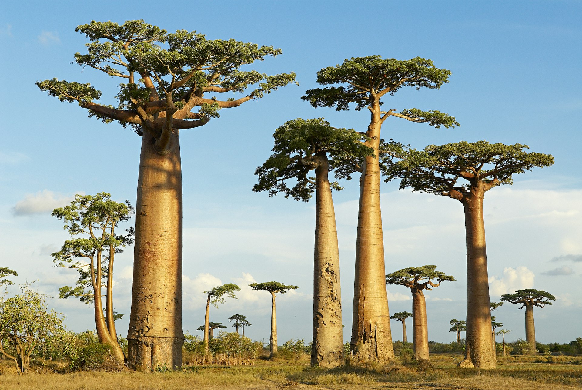 Madagascar, Morondava, Baobab trees