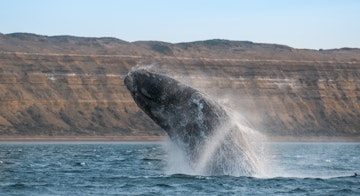 Right whale breaching the water in the Peninsula de Valdes.