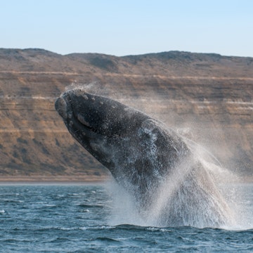 Right whale breaching the water in the Peninsula de Valdes.