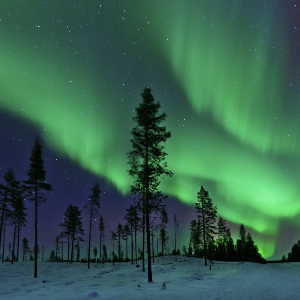 The Aurora Borealis captured in a clearing in a Swedish coniferous forest.