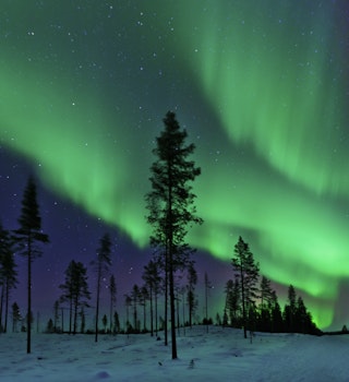 The Aurora Borealis captured in a clearing in a Swedish coniferous forest.