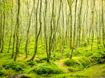 Green Moss Covered Tree Forest in Glendalough, Ireland