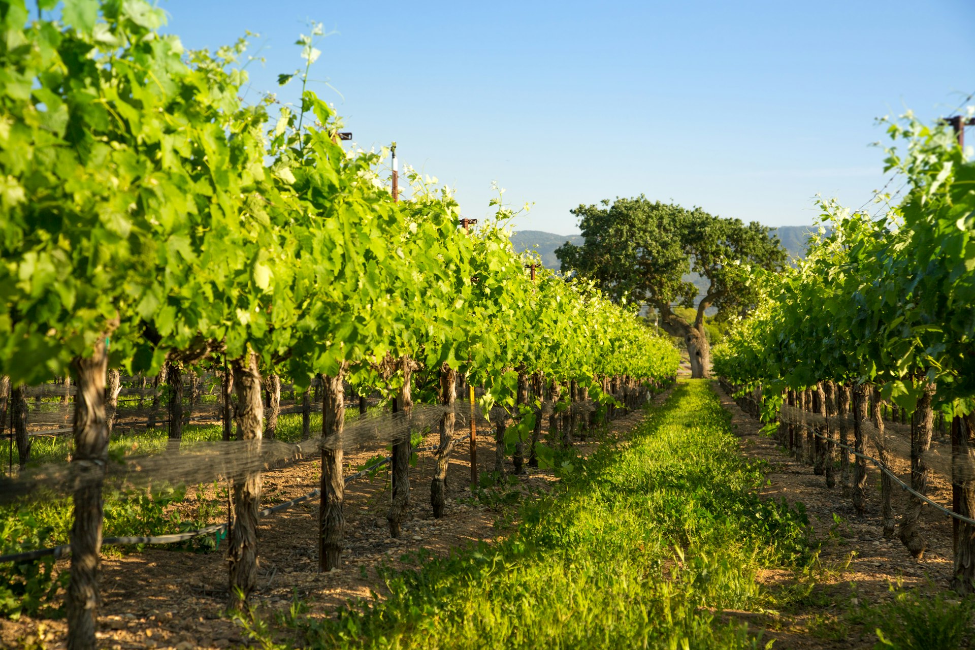 Rows of lush green vineyard grapvines with a majestic oak tree in the distance.