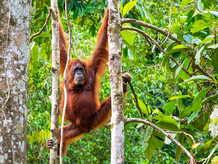 Female Borneo orangutan at the Semenggoh Wildlife Centre, Kuching