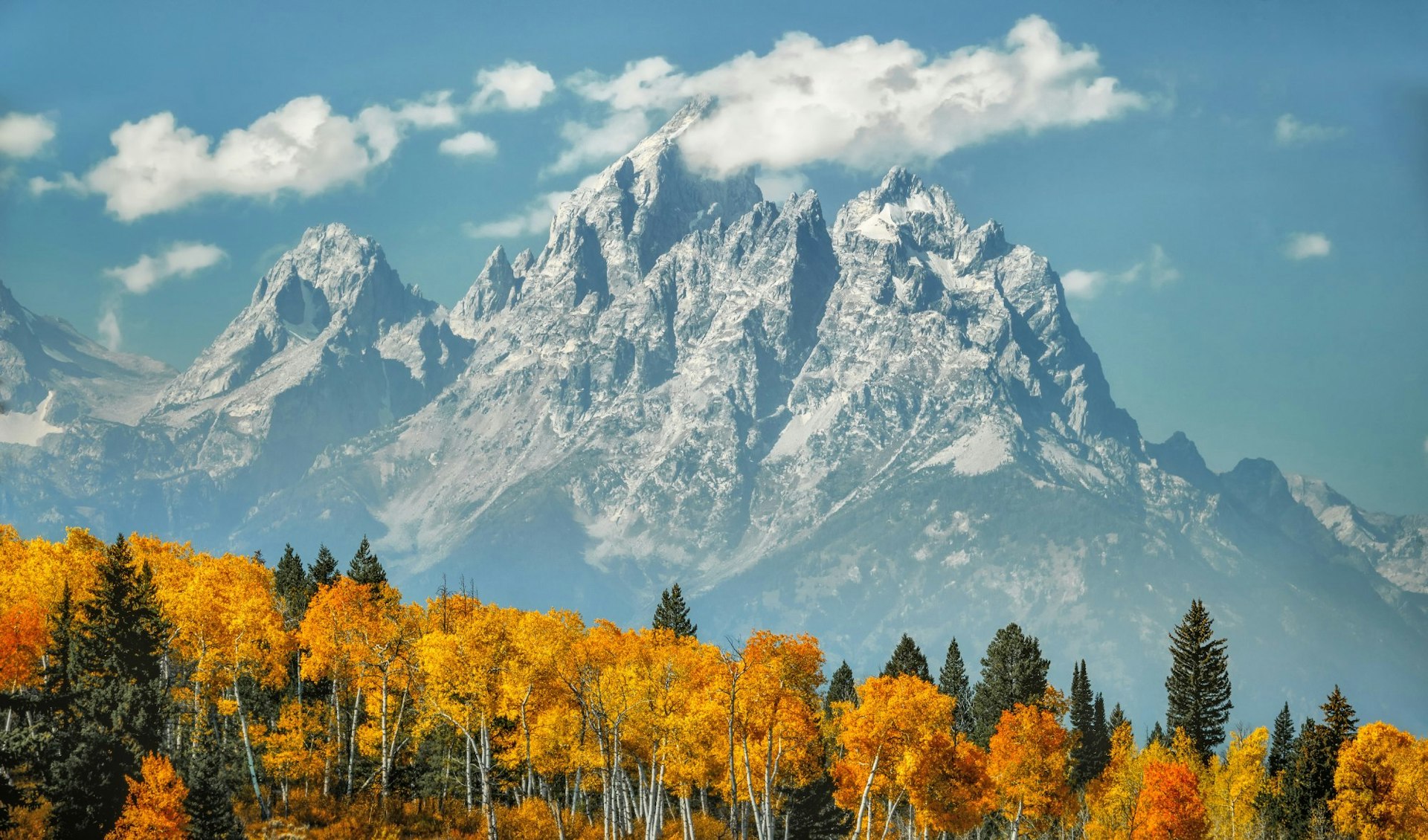 View of aspen trees in yellow and gold fall foliage with snow-capped Grand Teton mountains in distance