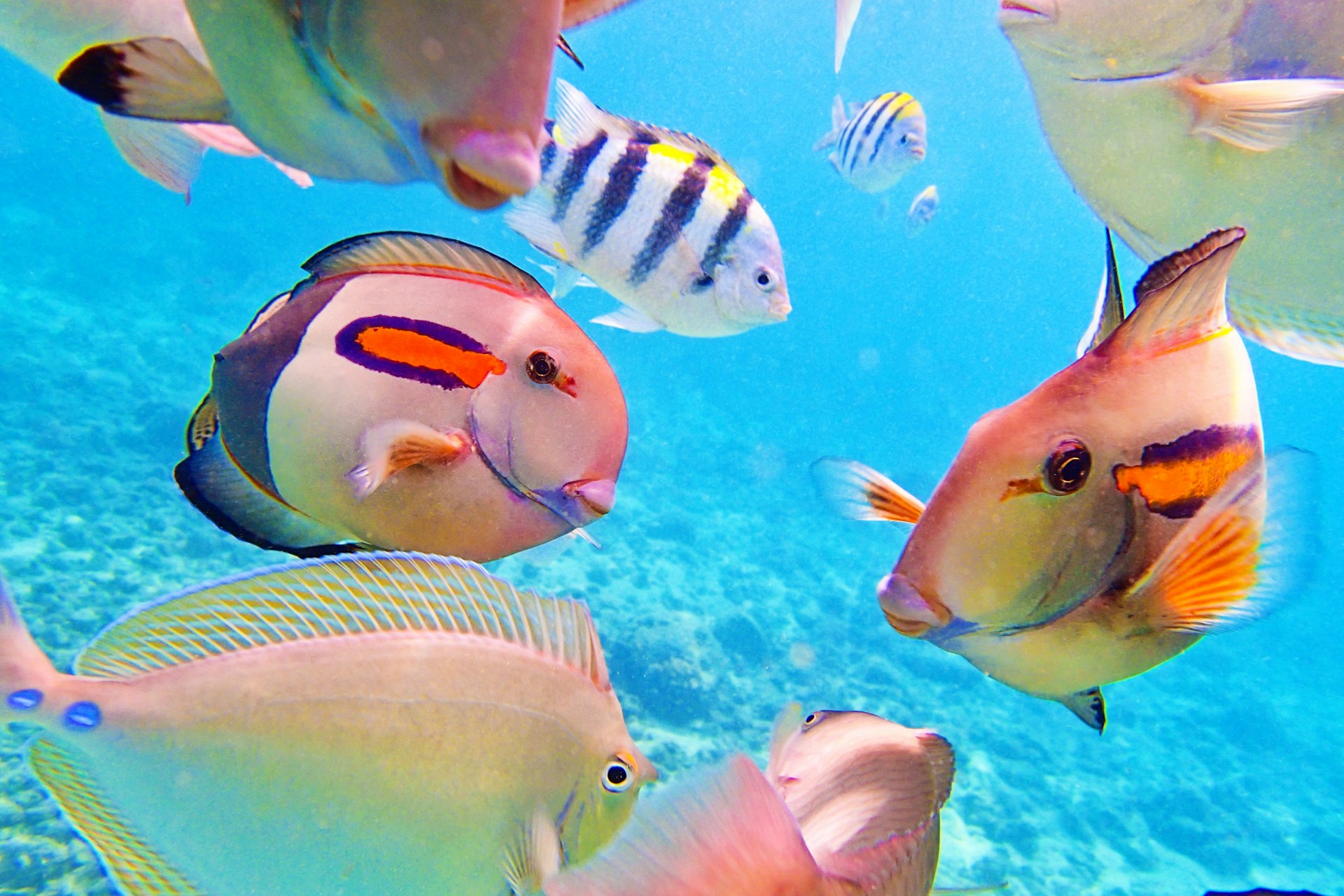 Reef fishes off the shore of ܲʻ