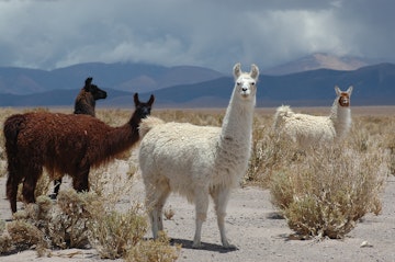 Wild llamas in the desert of Purmamarca.