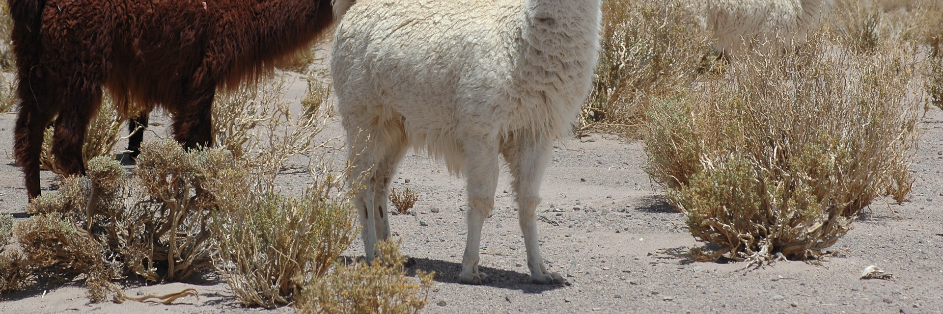 Wild llamas in the desert of Purmamarca.