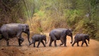 Elephants crossing a dirt road in Sri Lanka.