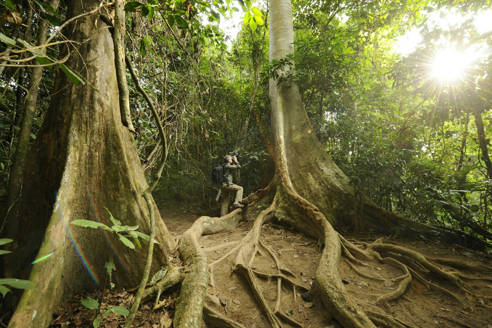 A hiker pauses to photograph buttress roots in Taman Negara National Park