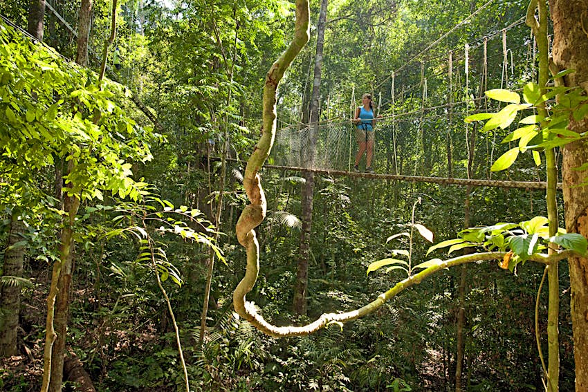 Woman walking on canopy walk over lush jungle, Taman Negara National Park.