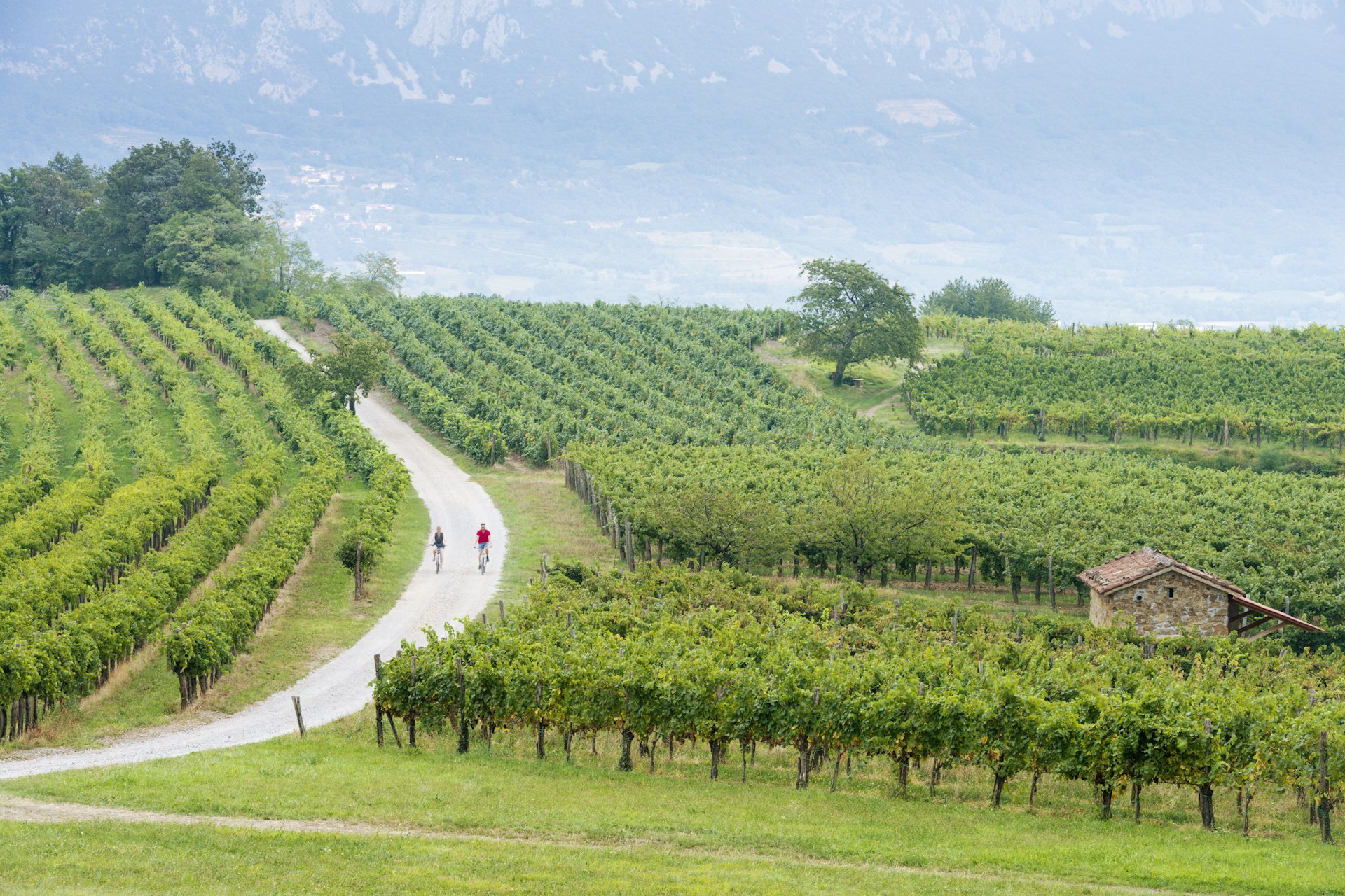 Cycling between cellar doors near the village of Slap in the Vipava Valley