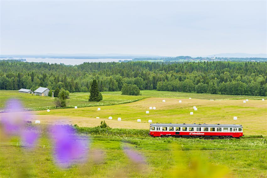 The Inlandsbanan's red train carriage rolls through grasslands and wild flowers south of Östersund