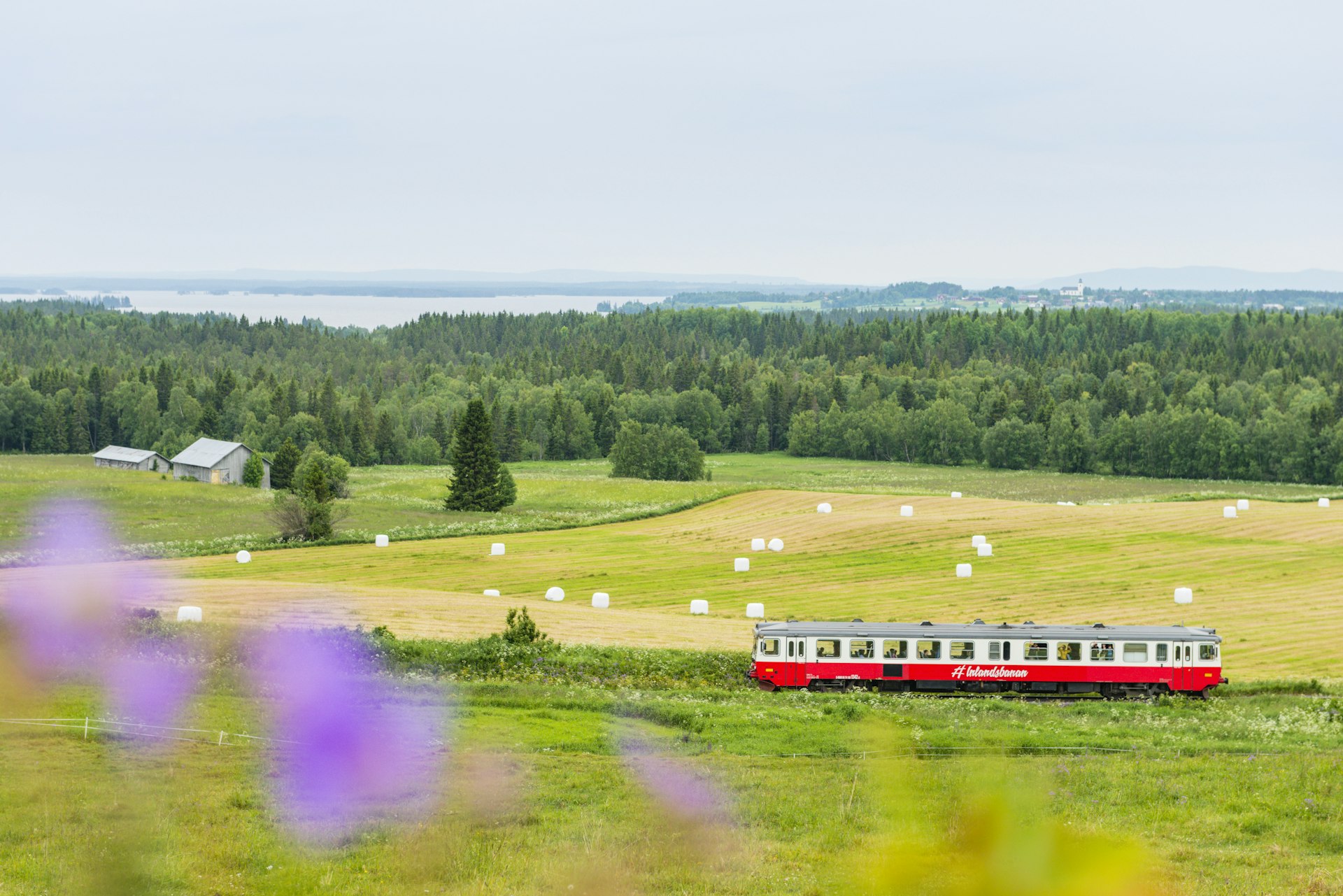 The red train carriage of the Inlandsbanan rolling through grassy fields and wildflowers south of Östersund