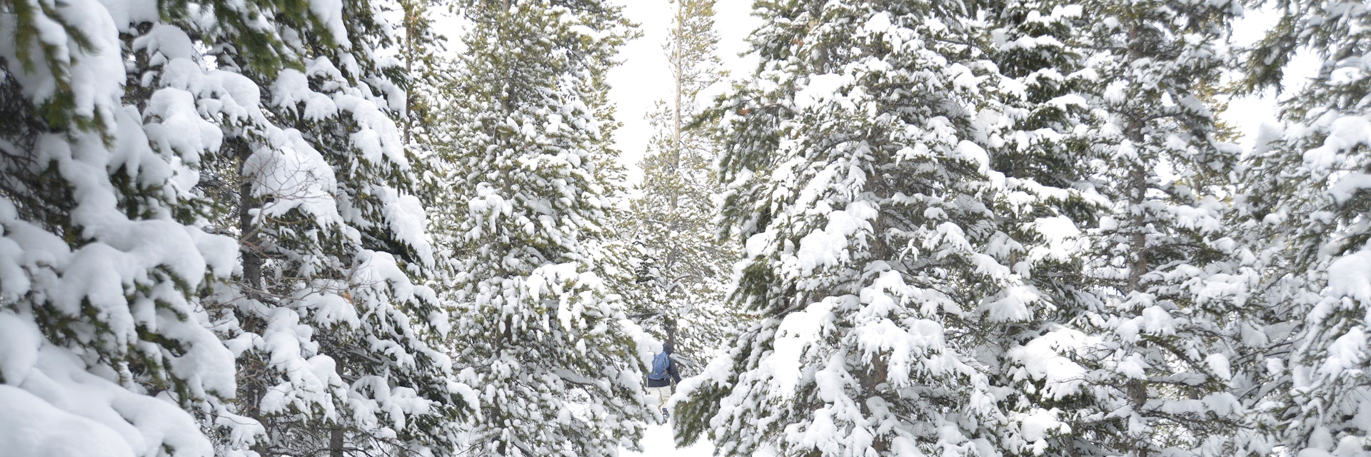 Snowshoeing, Estes, Colorado