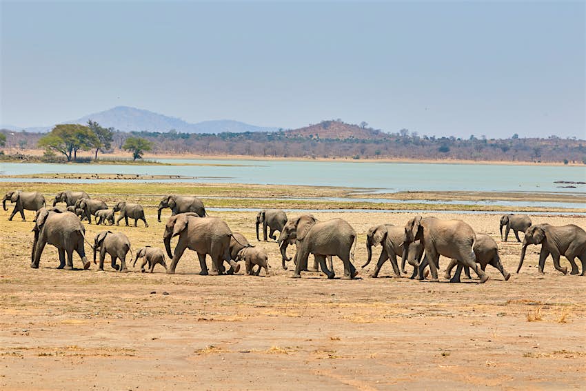 Afrikinių dramblių banda vaikšto plokščiu dulkėtu kraštovaizdžiu ežero pakraštyje