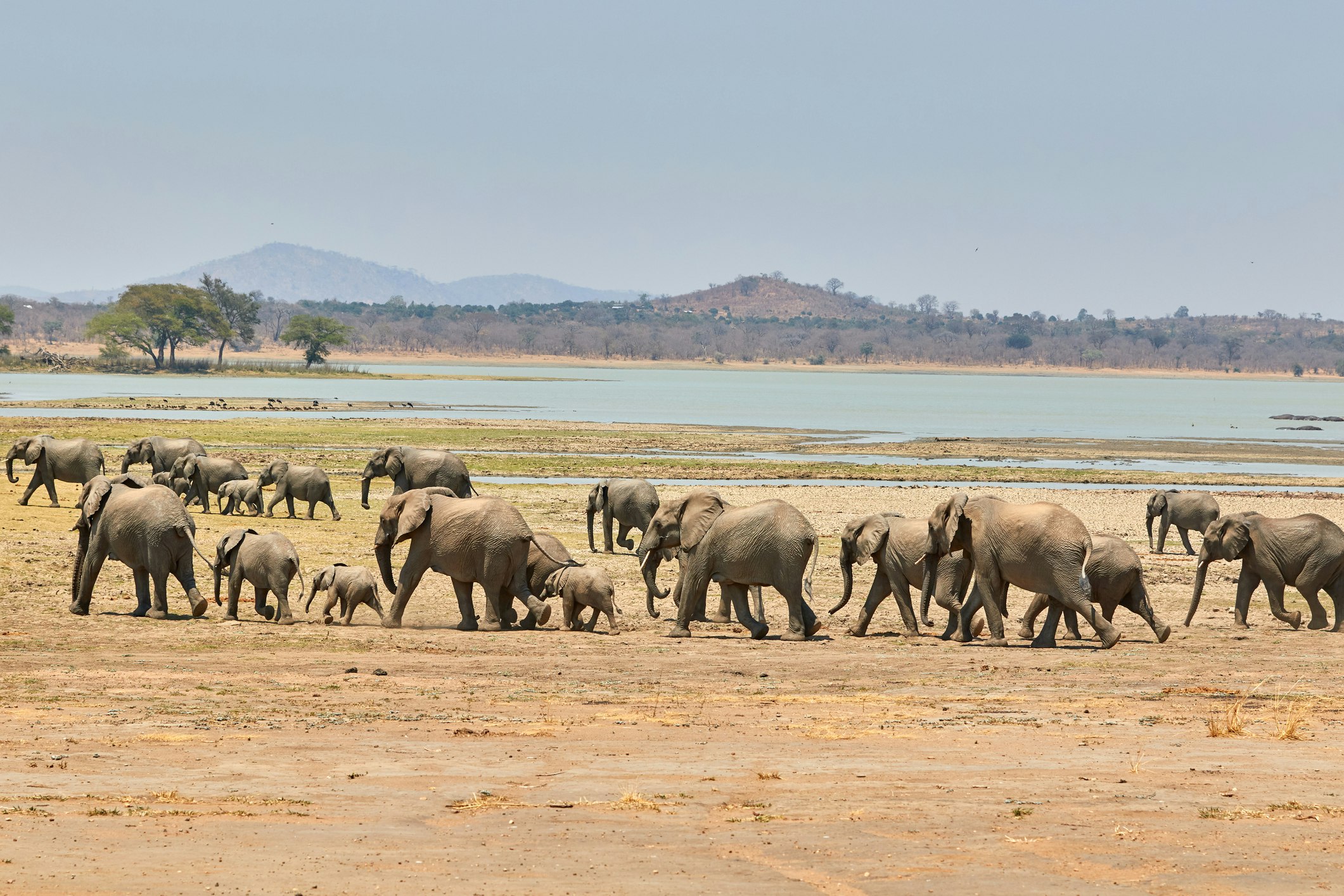 A herd of African elephants walk across a flat dusty landscape on the edge of a lake