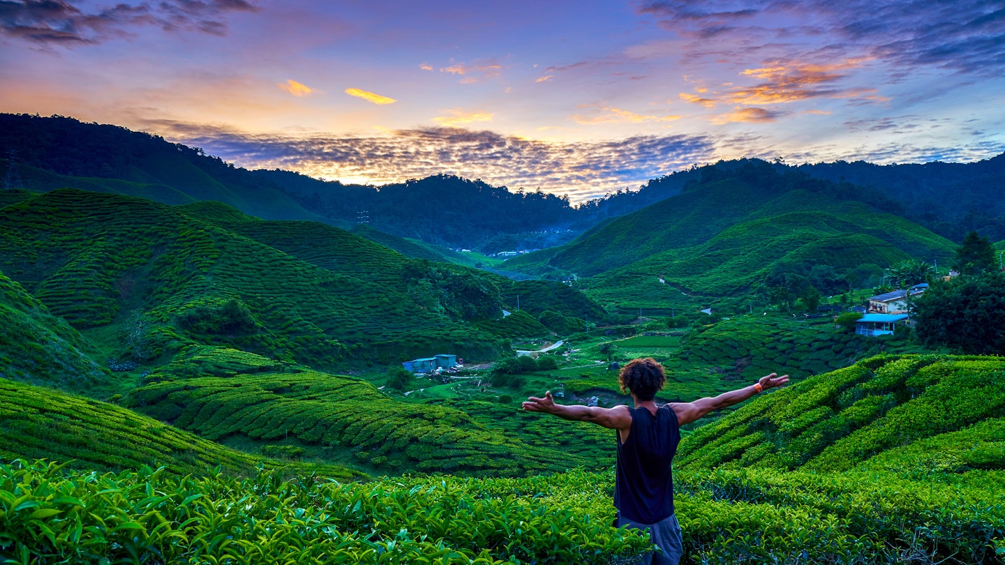 The beauty of Cameron Highlands Tea Plantation In Malaysia             ; Shutterstock ID 1115992007; your: Claire Naylor; gl: 65050; netsuite: Online editorial; full: Best things to do in Malaysia