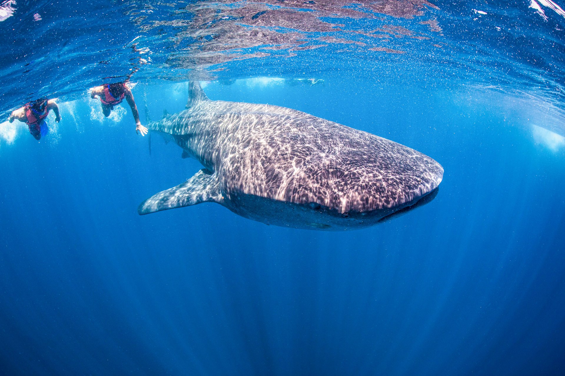Two divers swimming with a whale shark in Mexico