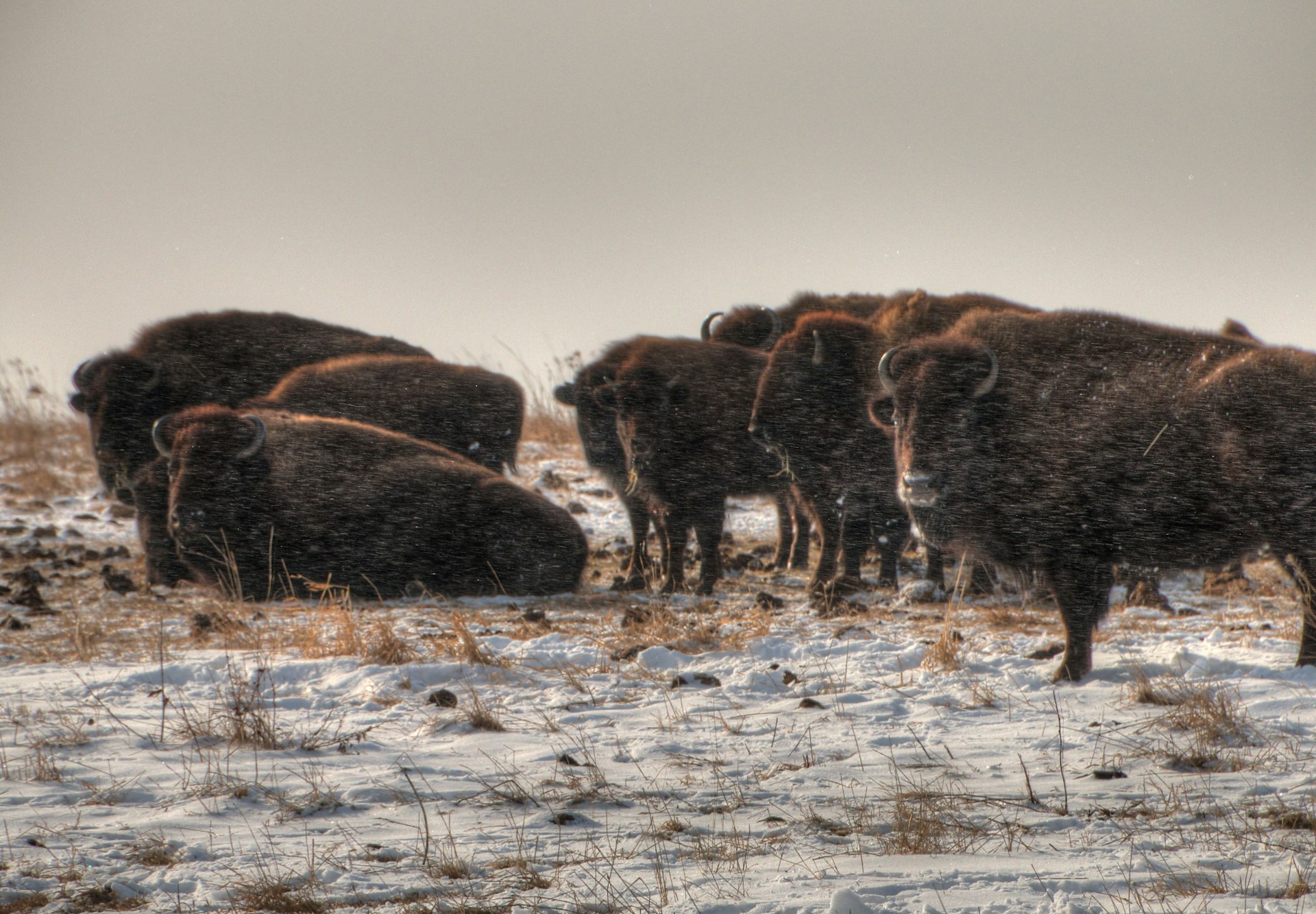 A group of bison in the snow at Blue Mounds State Park, near Luverne, Minnesota