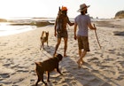 Two male travelers stroll the beach with two dogs following behind them.
