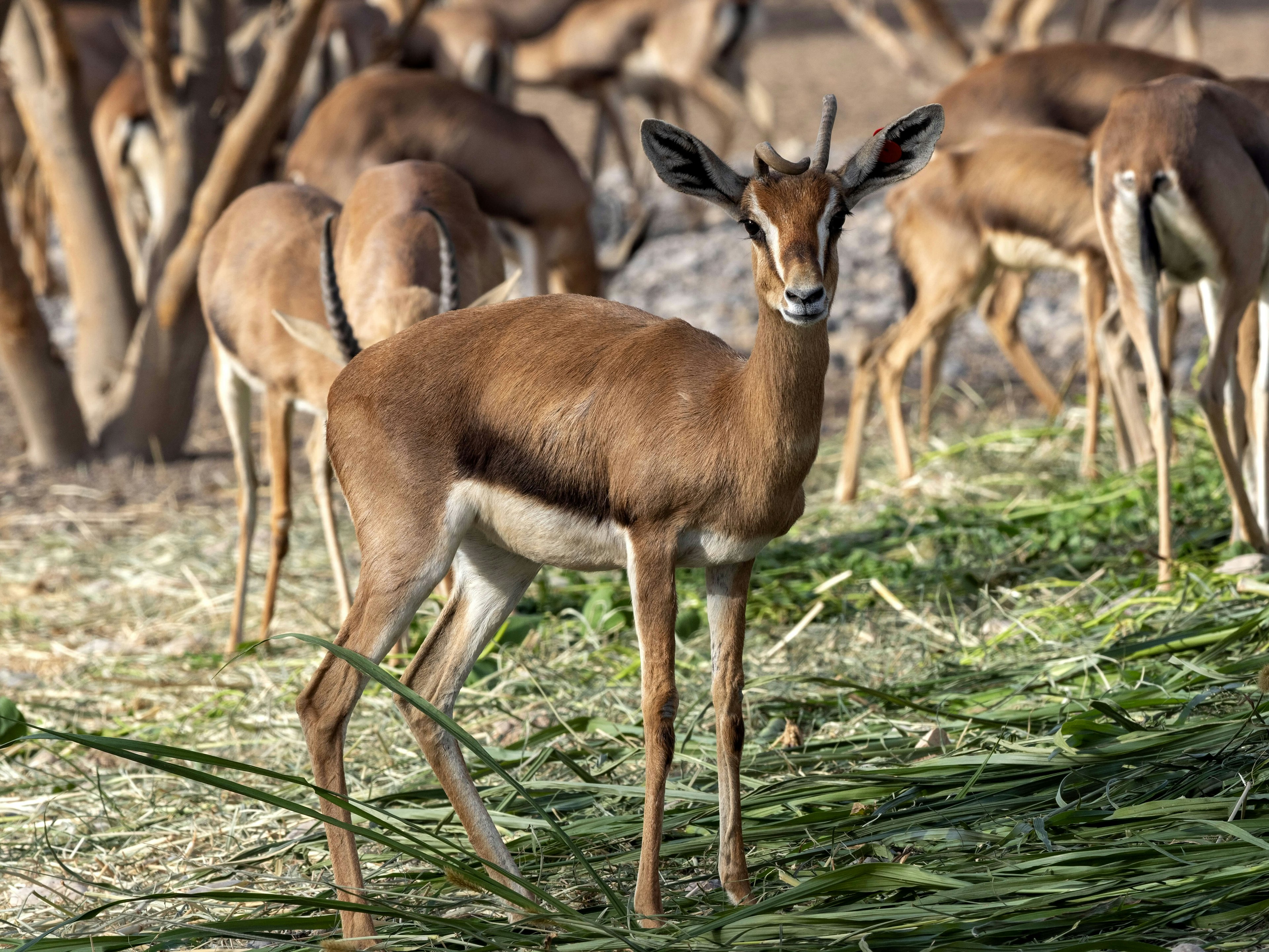 An Arabian gazelle with one curly horn and one straight, looking straight at the camera