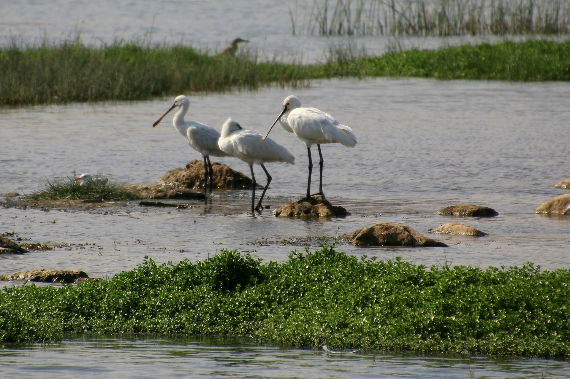 A trio of spoonbills standing in the water in Khor Rori nature reserve, Oman