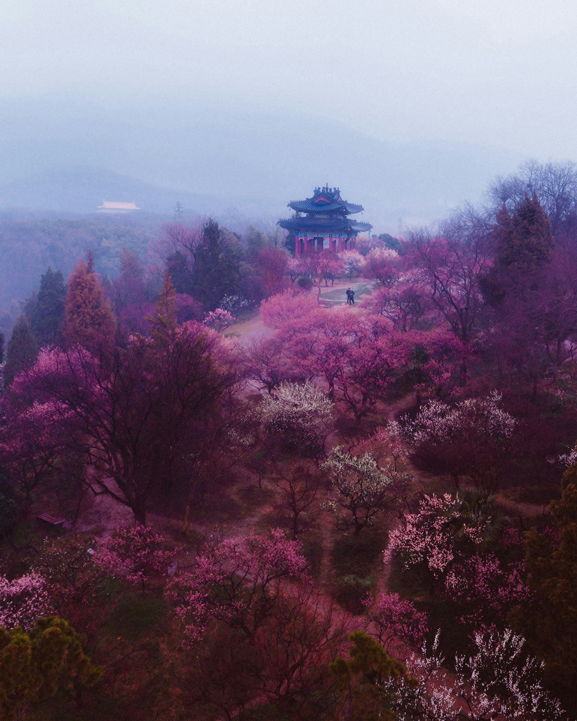 Plum Blossom Hill Provided by Nanjing culture and Tourism Bureau.jpg