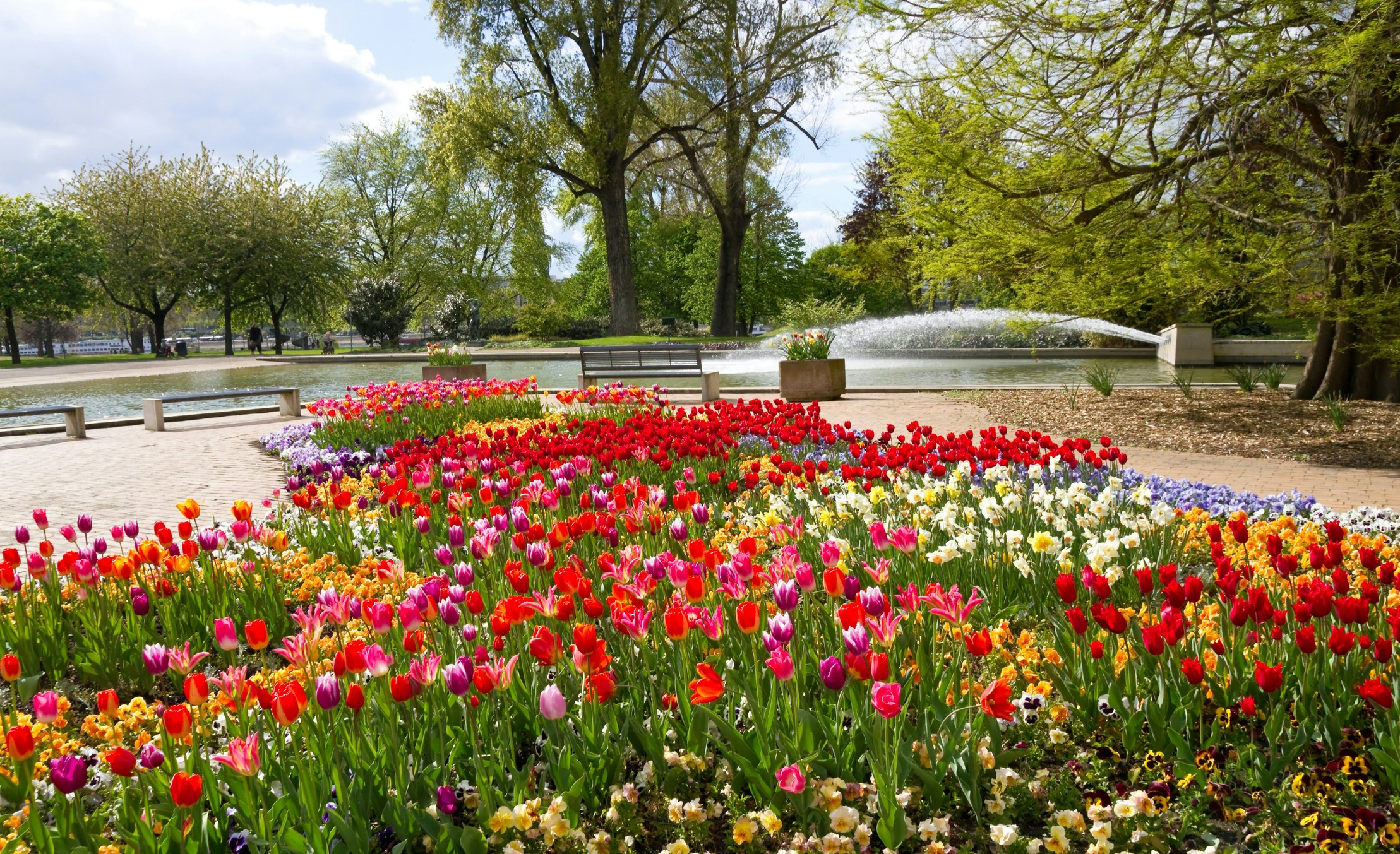 Cologne: Wonderful flower beds with tulips and other spring flowers in the Rhine Park Cologne