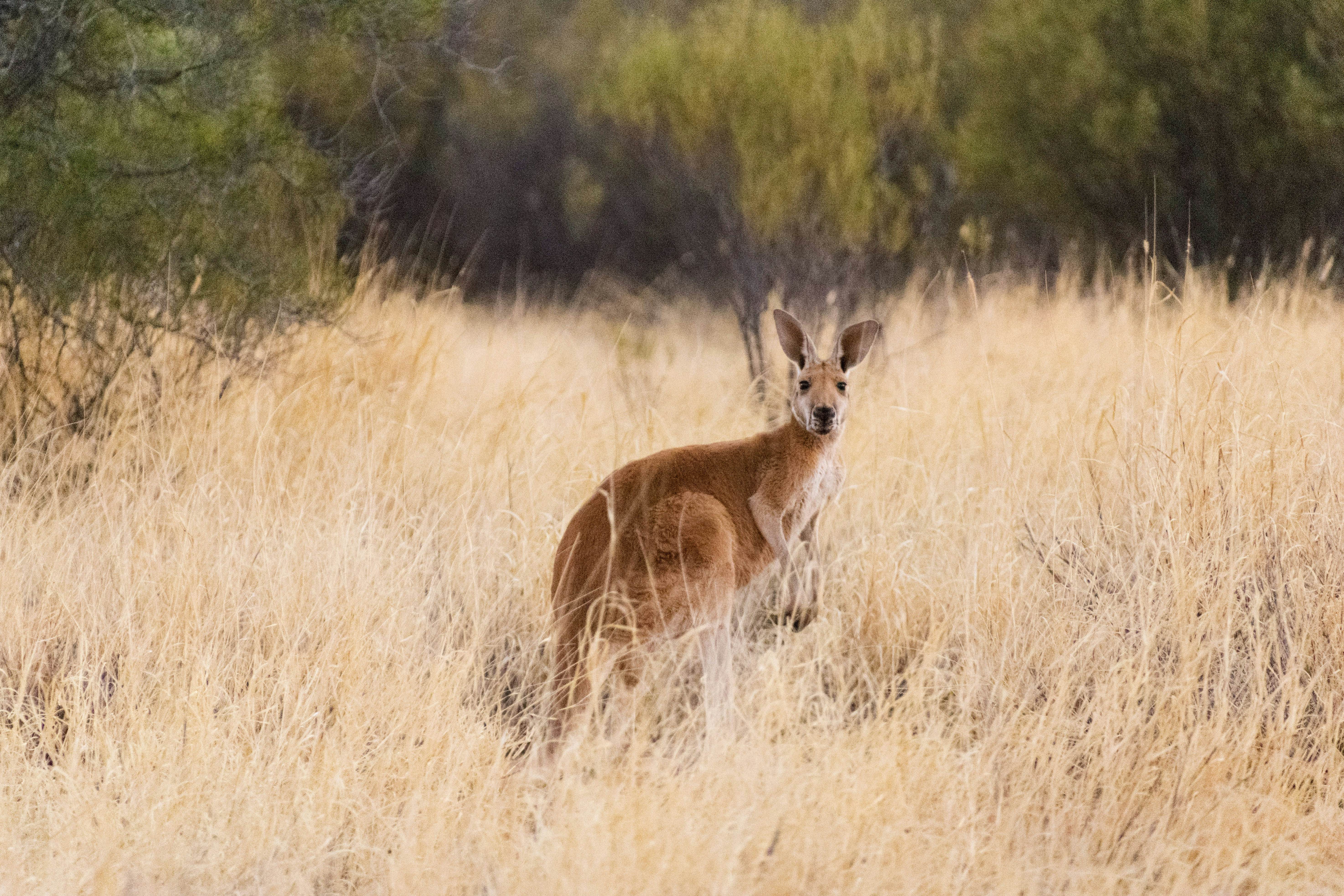 The Kangaroo Sanctuary