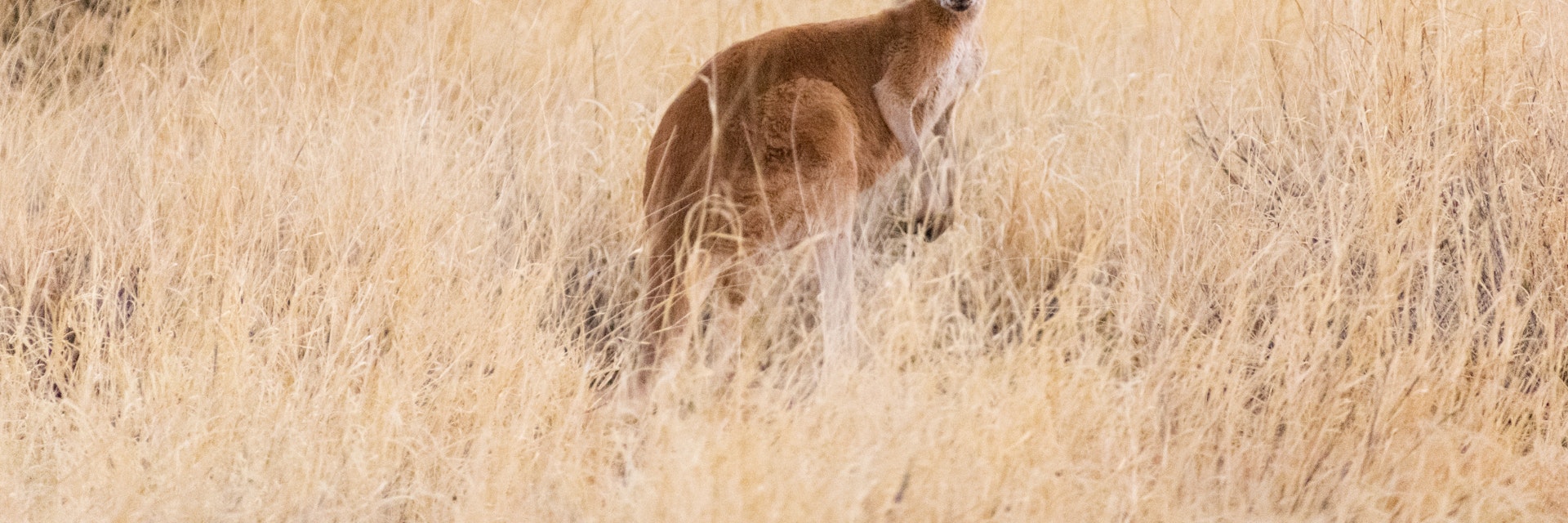 The Kangaroo Sanctuary