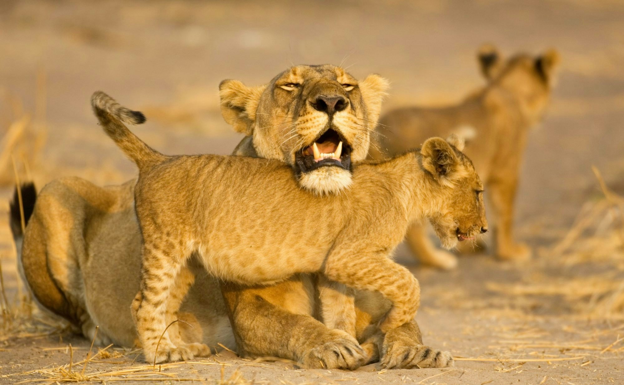 Katavi National Park, Tanzania
Lioness (Panthera leo) resting chin on cub's back - stock photo

